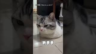 【小海豹】貓趴著以為在折手手 仔細一看...可愛到發瘋♡｜貓｜可愛