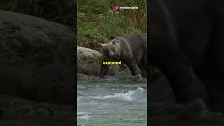 Nature’s Deadliest Battles: Predator vs. Prey – Who Will Survive?
