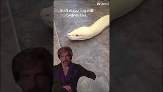 Burmese Python Negotiation | Zoology Sydney 🐍 👩