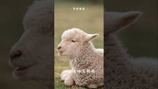 神失而復得的配偶 #怎麼過好我的人生 #如何活得有動力 #thechurchintoledo #基督 #生命 #心靈 #造就 #睡前 #小品 #晚安 #療愈 #relax