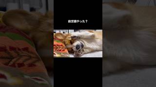 🐱#コーギー#コーギー犬#コーギーのいる暮らし #犬 #犬のいる暮らし #犬のいる生活 #corgi #dog