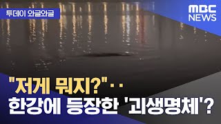 [와글와글] "저게 뭐지?"‥한강에 등장한 '괴생명체'? (2025.07.30/뉴스투데이/MBC)