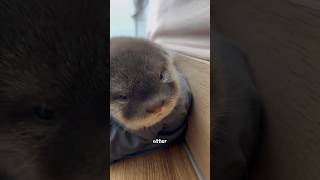 Otter is cute!#animal #cute #otter