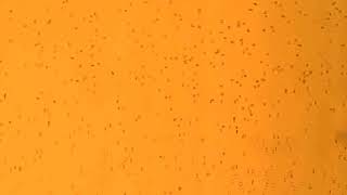 紅血球雪花版