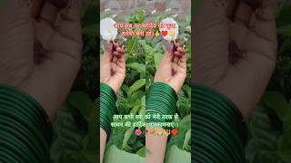 sawan comming soon 🌿☘️🙏.. #shortvideo #bhujpuri_song #ytshorts