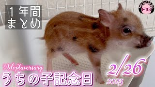 マイクロブタ1年飼ってみてわかったことまとめ【マイクロブタのフィグ】