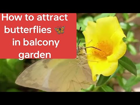 On The  Wings Of Love | How To Attract  Butterflies In Your Balcony Garden #portulaca @NatureNWe_7