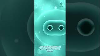 The Cell Cycle-Phases and Regulation                    #biology #shorts