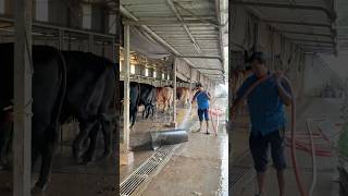 Cleaning the cowshed floor with clean water #cattlefarm #cowshed #cow #reelsvideo