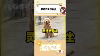 看之前：狗的坐姿还能怎么离谱？ #狗狗 #动物的迷惑行为 #可爱
