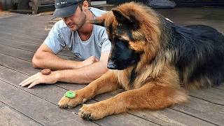 Dogs and Humans Are The Silliest Duo Ever 🤣 Funny Dog and Human