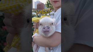 マイクロブタは抱っこが嫌い？ #piggy #micropig #アニマルカフェ #マイクロブタ #minipig #animals #ペットのいる暮らし #マイクロブタのいる暮らし