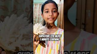 Coral reef ❓❓🪸#coralreef #informative #learningshorts ##learning #shorts #youtubeshorts