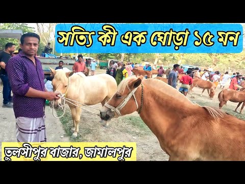 সত্যিই কি সম্ভব? ১৫ মনের ঘোড়া তুলসীপুর বাজারে, রহস্য ঘনীভূত। #ghora
