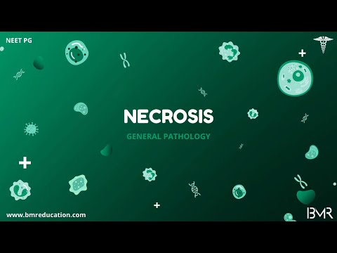 Necrosis - Types and Morphology | General pathology
