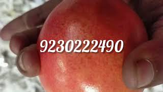 APEDA LICENSE CONSULTANT FOR  pomegranate 9230222490