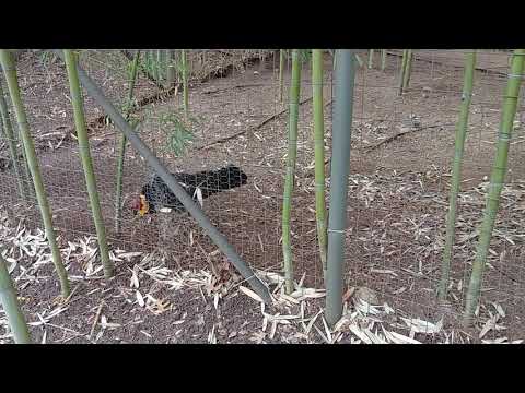 Australian Brush Turkey "Raking Bird"