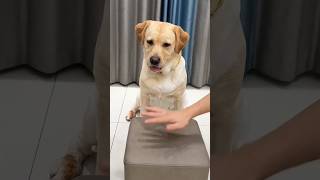 play time#dog#dogshorts#dog#labrador#doglover#cute#adorable#youtubeshorts#viral