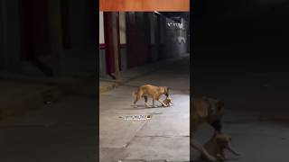 നമുക്ക് വേഗം പോകാം😥😥 #streetdogslife#streetdog#streetpets#  #petshub#petcare#petlover