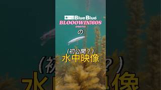 プロト ブローウィン!60Sのスゴスギ泳ぎ方#blueblue #fishing #シーバス #bassfishing #ブルーブルー