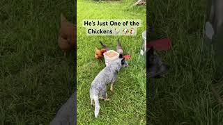 Feeding Time for Chickens #farmfriends #animals #cute #farming #pets #funny #chickens #dog #dogs