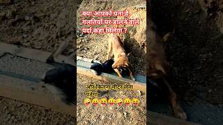 #funny #comedy #love #memes #viralvideo #dog #viraldog #cute #petsrule