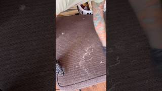 Cat lady cleanup #cats #cleaning #catlady #cleaningmotivation #satisfying #cleaningasmr #selfcare