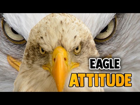 Eagle Attitude 🦅 | wisdom of the eagle | Eagles never give up | Best motivational speech hindi video