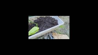 Day# 1 - minivlogs,  life of a choko fruit in a tiny urban backyard in WA  #backyardgardening #fyp