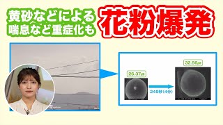 【花粉症】黄砂などで「花粉爆発」　喘息など重症化も