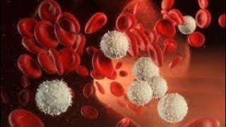急性骨髄性白血病に免疫細胞療法　マウスの腫瘍消す効果確認　阪大 #news #sports