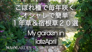 【ガーデニング🍃コスパ最高の庭づくり】こぼれ種で毎年咲くオシャレな1年草＆宿根草20選｜4月下旬🌿私の庭｜My garden late April