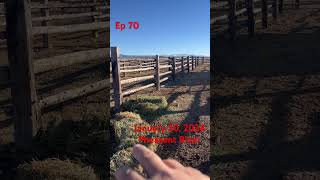 Ep 70 More Cows #funatwork #talesfromwork #ranching #cows