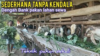 Tanpa Sawah Ladang Dengan Usahanya Ternak Kambing Full Hijauan