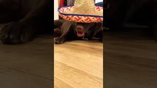 The Most Festive Dog Celebrations
