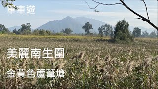南生圍 - 山貝河 - 金黃色蘆葦塘 - ｛單車篇 Hong Kong Cycling}