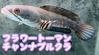 フラワートーマン　チャンナプルクラ