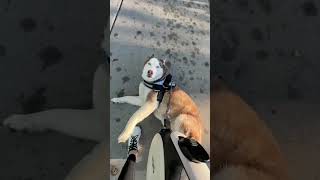 The dog speaks English. #dogs #dog #funnydogs #fyp #foryou #pet #pets #dogslover #us
