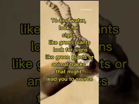 How to Survive in a Desert – Quick Tips #shortsfeed  #shorts #facts  #viral#trendingshorts#trending