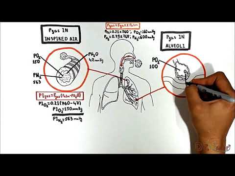 Alveolar-Blood Gas Exchange