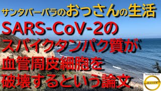 SARS-CoV-2のスパイクタンパク質が血管周皮細胞を破壊するという論文
