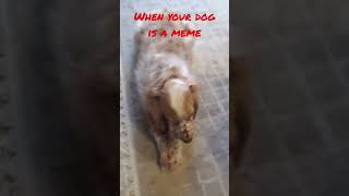 SCOOBY?#funny #dogs #dogslovers #cockerspaniel #cute #spooky