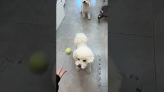 고객님이 공 던져 주셔서 신난 희순.희철 #bichon #희순 #희철 #공놀이 #놀아줘 #비숑#비숑프리제