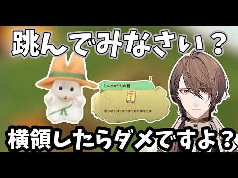 【2024/11/28】ミニヒマワリの種を必死に探し求める加賀美ハヤト