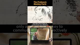 F82-The proboscis monkey's has a special elongated nose. Do you know why it so special?