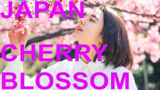 Cherry blossoms. Tokyo, UENO PARK 2021 日本、上野公園看樱花 (4K )