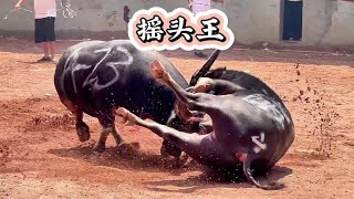 昨天龙里醒狮斗牛城A组开局之战，我觉得是当天最精彩的一架