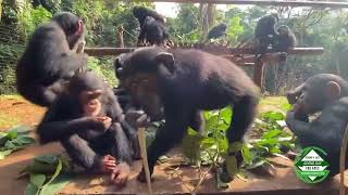 Enrichment for the 113 rescued chimpanzees at Tacugama
