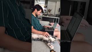 #cat #afvfam #kitten #chat #catlover #animals #cutebaby #animaltransform #funny