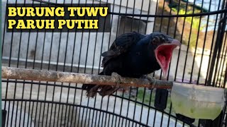 anakan burung tuwu paruh putih belajar mandiri
